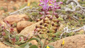  Muğla sümbülü bilim dünyasına kazandırıldı