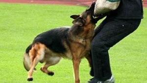 Koruma Köpek Eğitimi Süresi Ne Kadar  