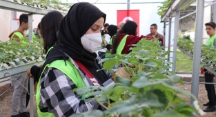 Adana'da lise öğrencileri kurdukları serada topraksız çilek yetiştiriyorlar