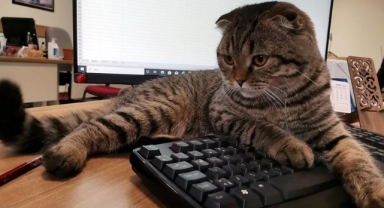 Kedi