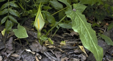 Tirşik otunun yeni türü keşfedildi