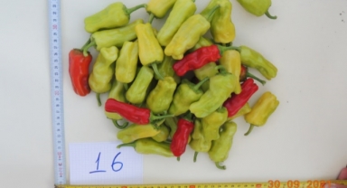 “Bayraktar” ve “Brezza” biber çeşitleri tescil listesinde yer aldı