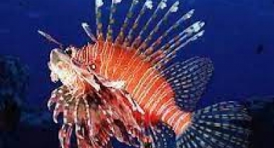 Egeli bilim insanları aslan balığını izleyerek Akdeniz için çözüm arıyor