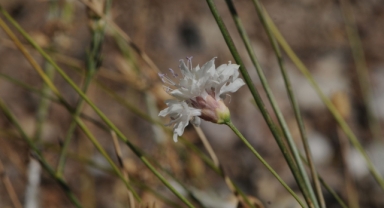 Çameli’den Bilime Yeni Tür