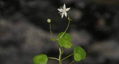 Ödemiş’ten bilim dünyasına yeni bir bitki türü